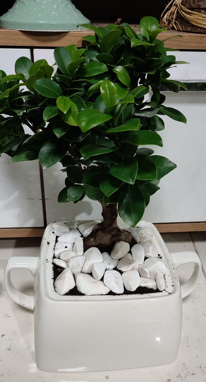 bonsai-bitkisi